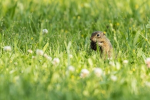 Ground squirrel (Rona Neri)