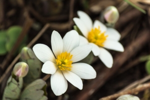 Bloodroot (Rona Neri)