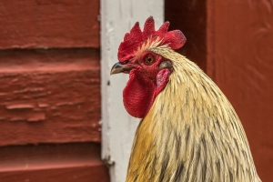 Rooster 2017 (Rona Neri)