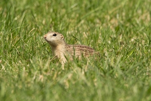 Ground squirrel (Rona Neri)
