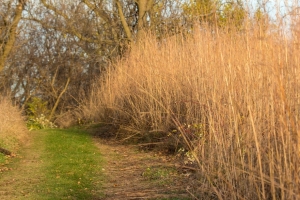 Prairie trail (Rona Neri)