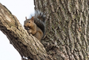 Gray squirrel (Rona Neri)