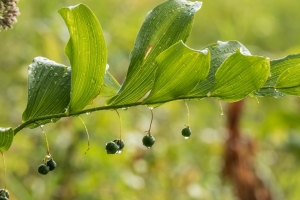 Solomon's seal (Rona Neri)