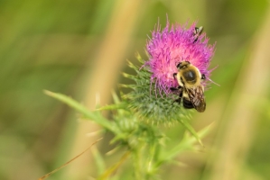 Bumbebee & thistle (Rona Neri)
