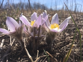 pasque flower (photo: A.Dusick)