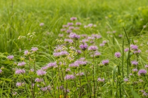 Bee balm / wild bergamot (Rona Neri)