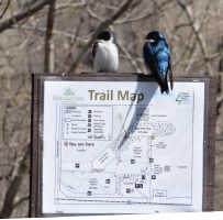 Swallows (Photographer Unknown)